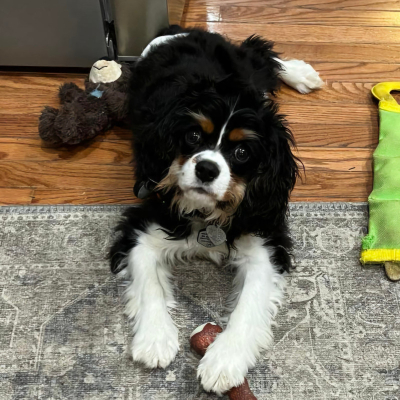 Puppy 39