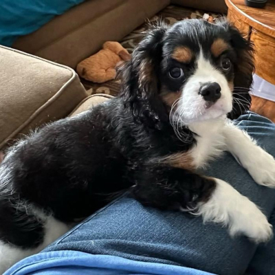 Puppy 40