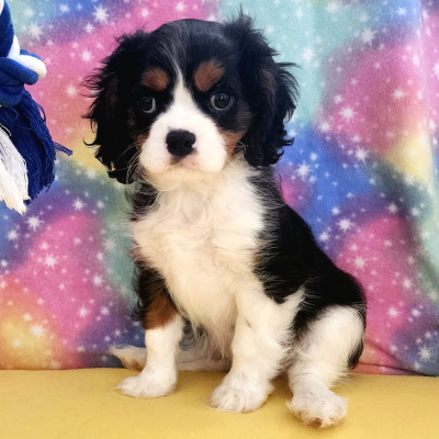 Puppy 43